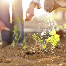 La Jardinería como actividad recreativa para Adultos Mayores