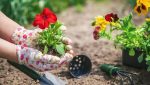 impacto-positivo-de-la-floricultura-para-la-salud-en-la-edad-adulta
